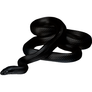 Black snake PNG image picture download free-4085